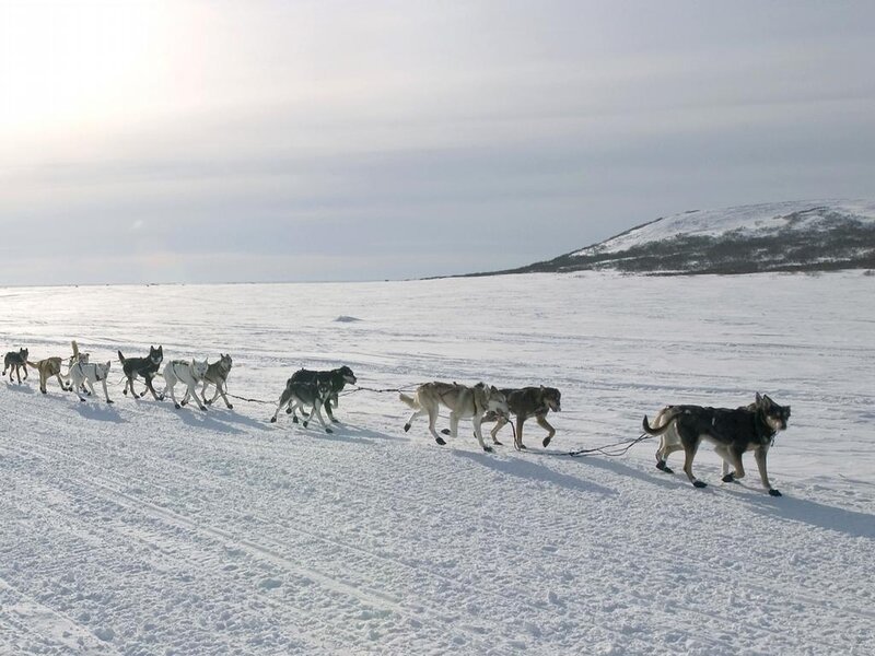 sled dogs pulling a sled