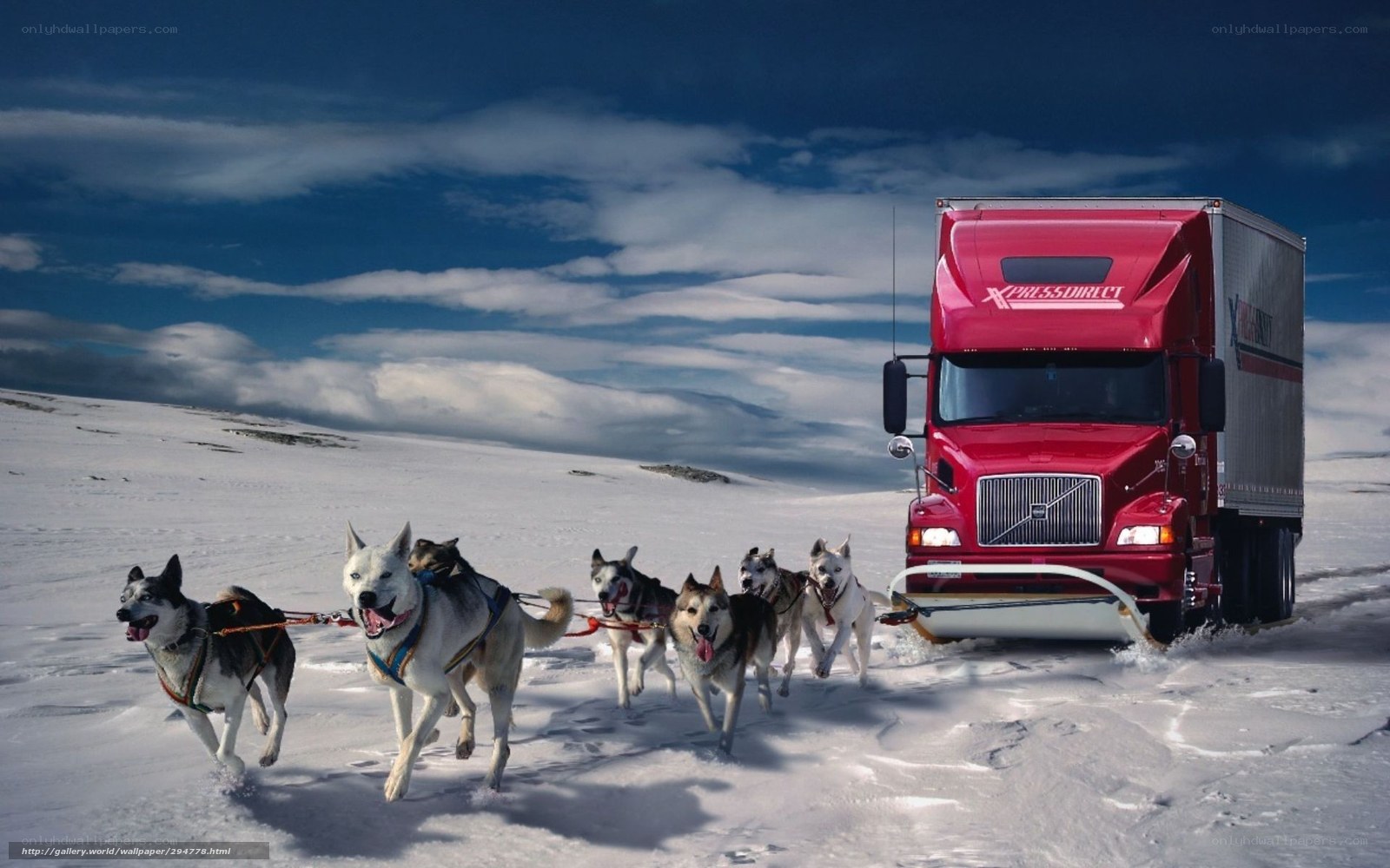 sled dogs pulling a truck