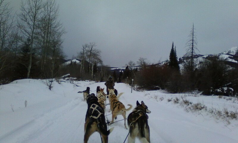 Sled Dogs Pulling Sled
