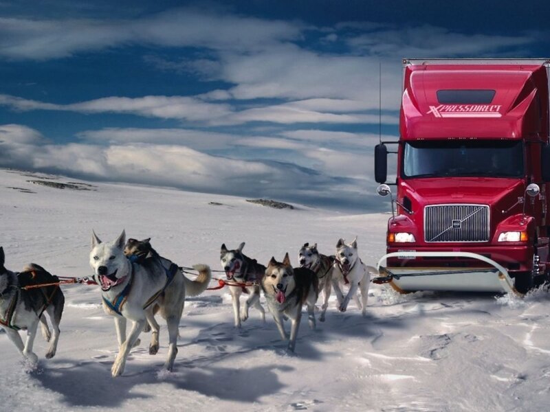 Sled Dogs Pulling Truck — Red
