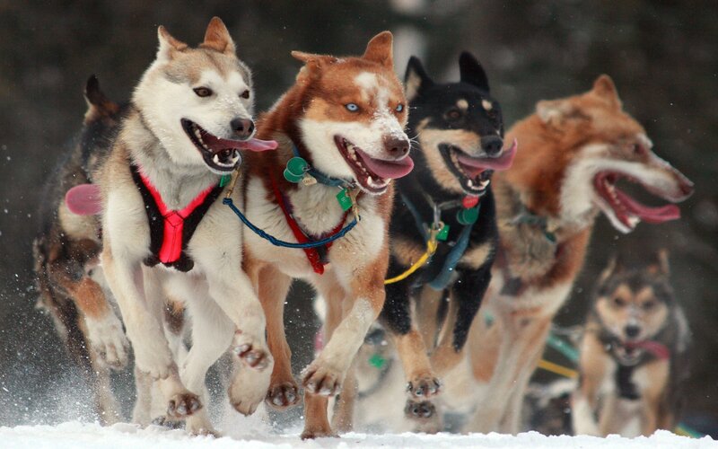 sled dogs racing in snow