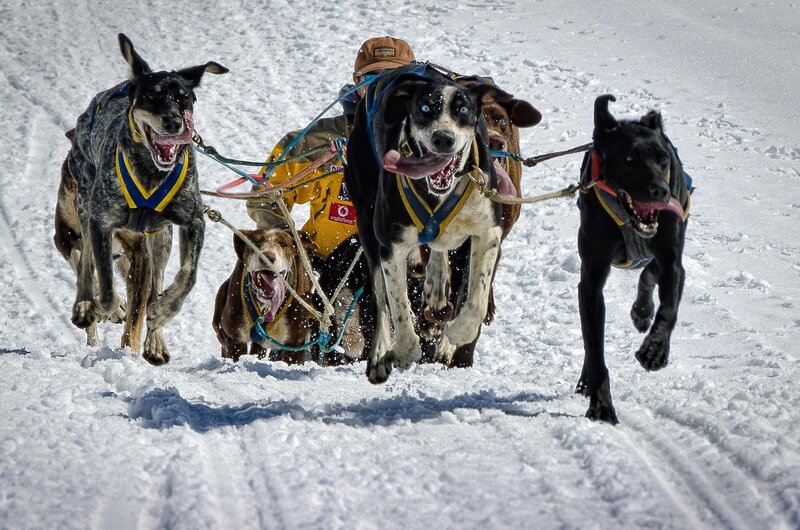 Sled Dogs Racing — White, Dynamic