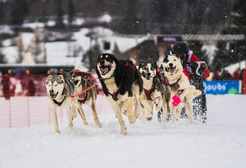 Sled Dogs Racing — White
