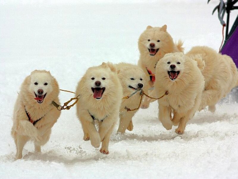 Sled Dogs Running