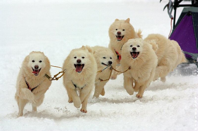 Sled Dogs Running — White, Active