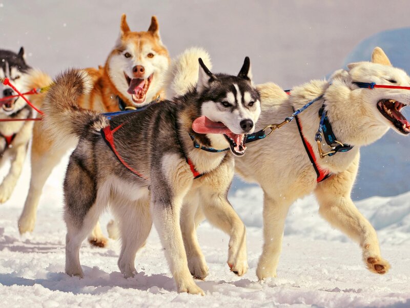 Sled Dogs Running — White, Active, Winter, Photograph, Snow, Harnesses
