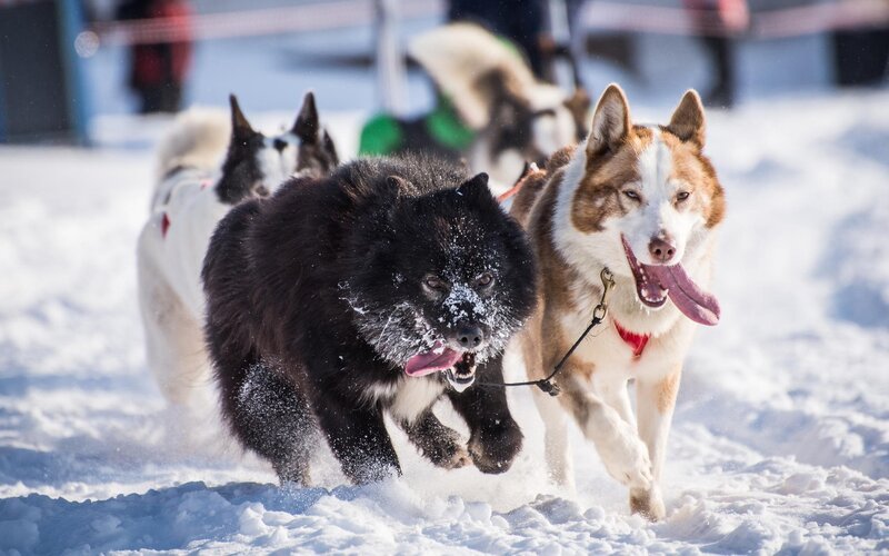 Sled Dogs Running — White, Active, Winter, Photograph, Snow