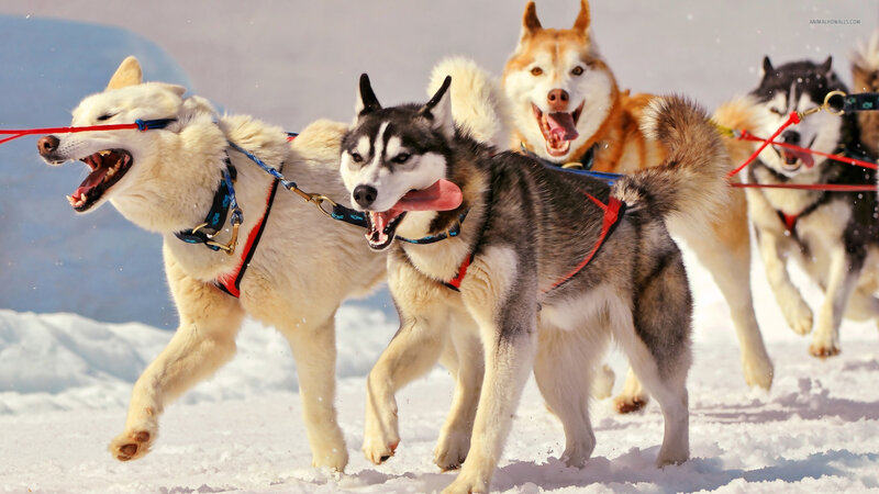Sled Dogs Running — White, Active, Winter, Photograph