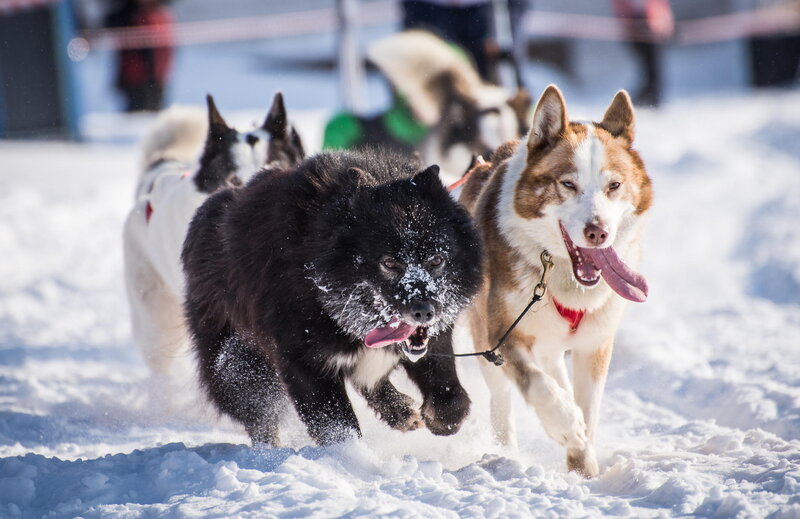 Sled Dogs Running — White, Active, Winter