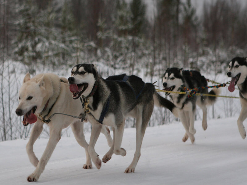 Sled Dogs Running — White