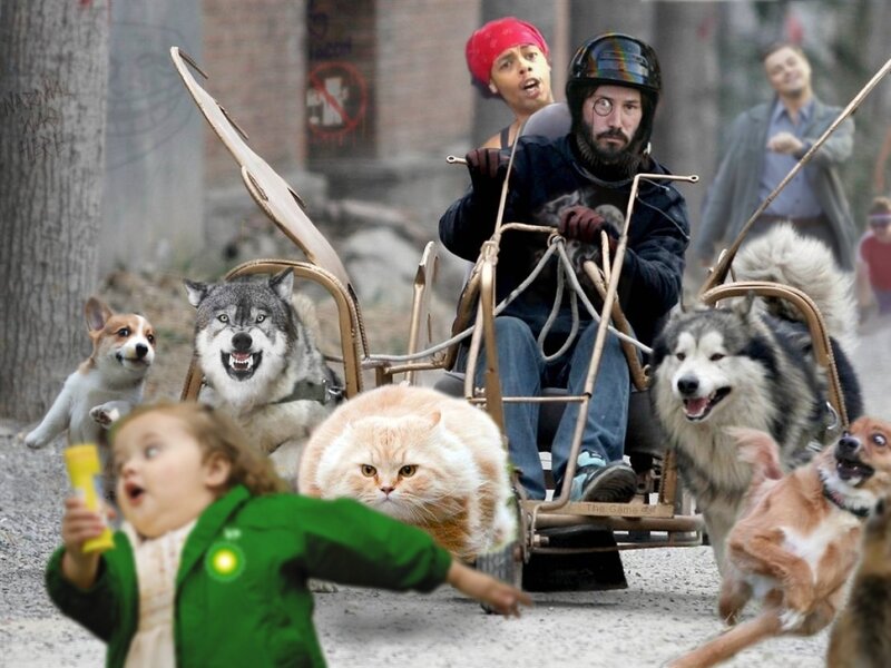 Sled with Dogs and Cat