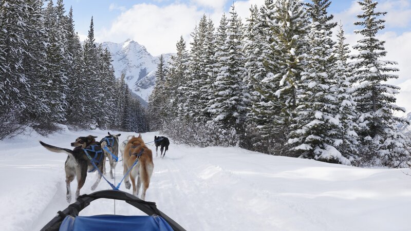 Sledding through snowy forest