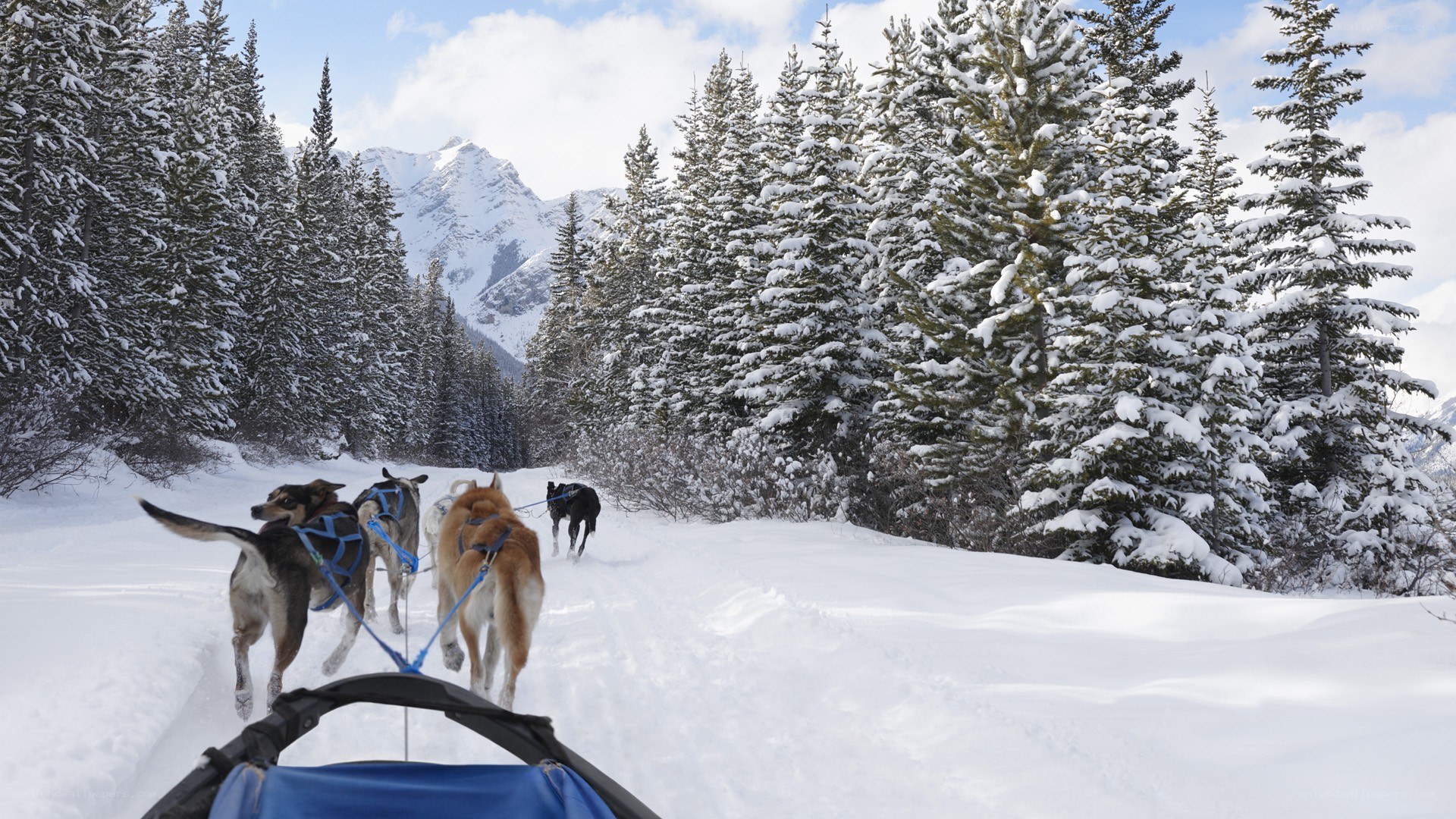 Sledding through snowy forest