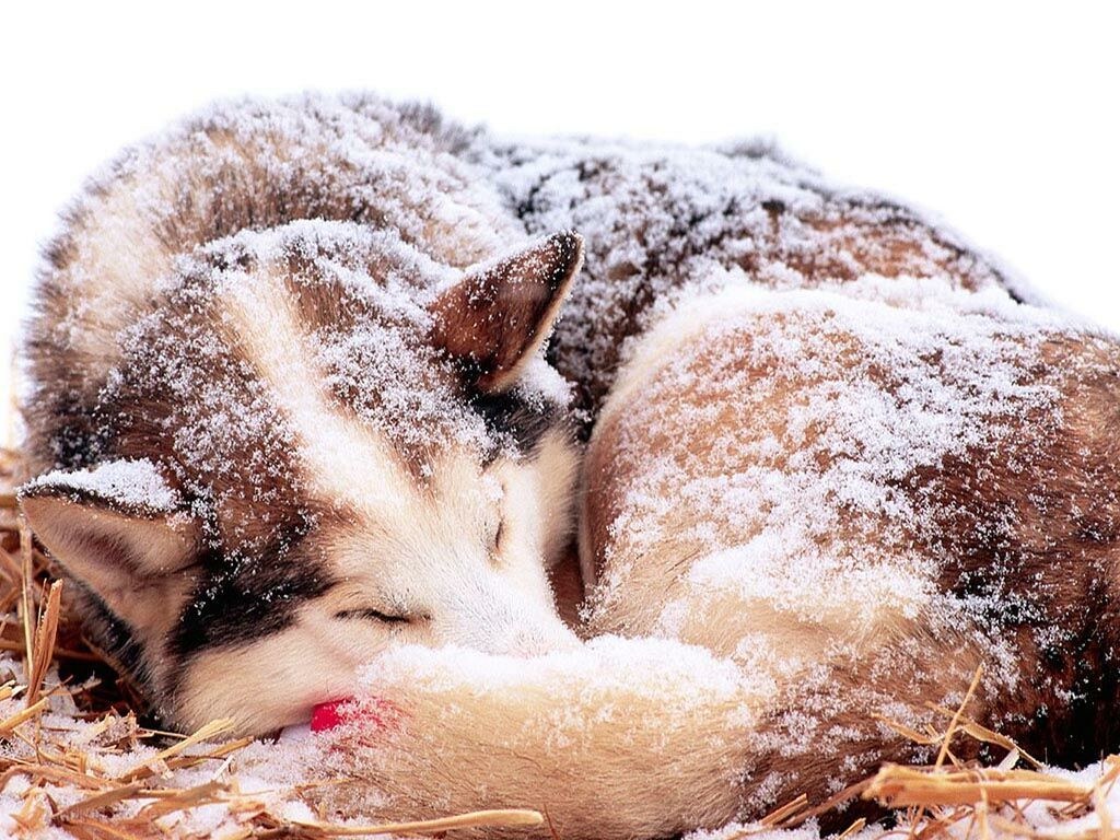 Sleek husky sleeping in snow