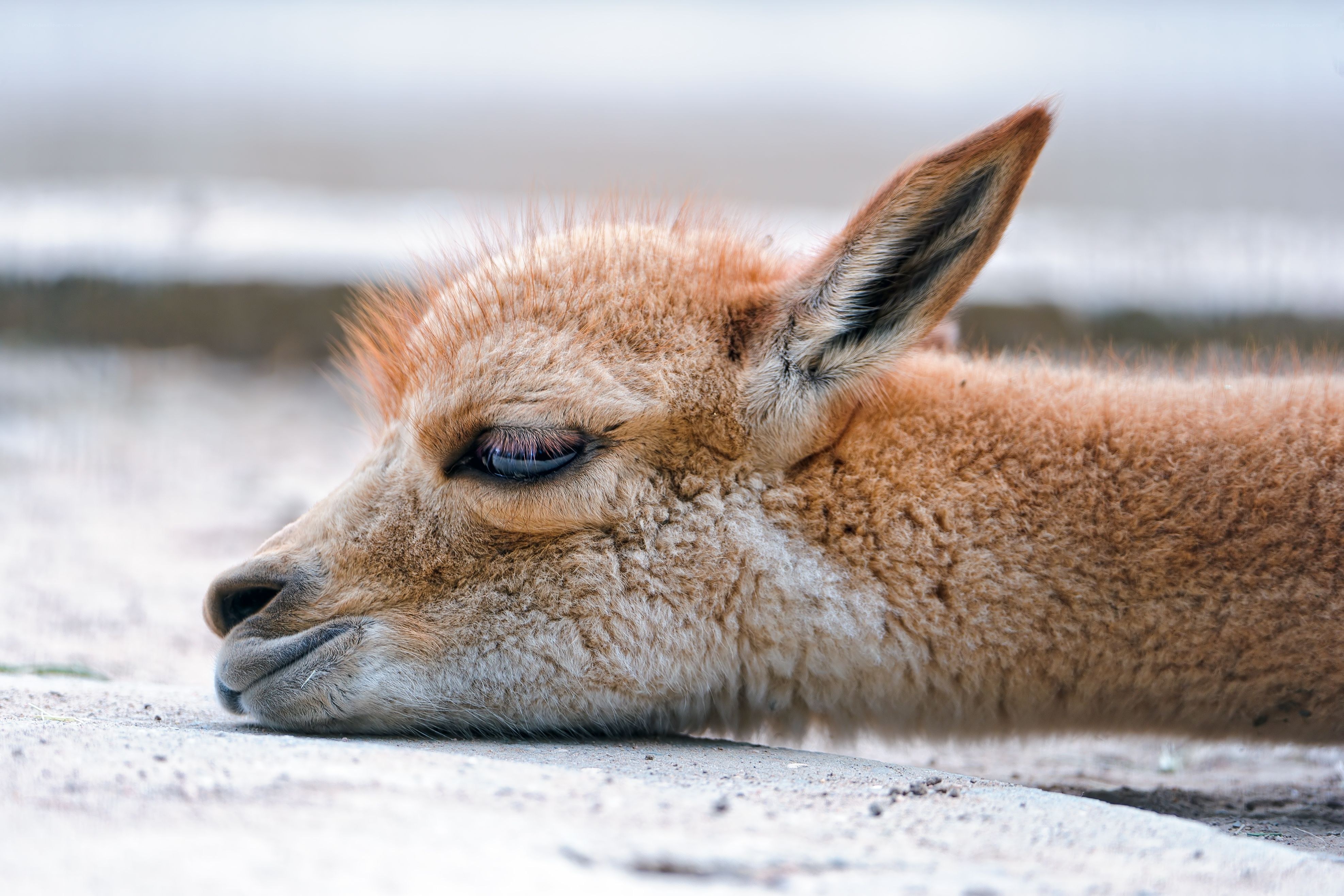 sleeping alpaca head