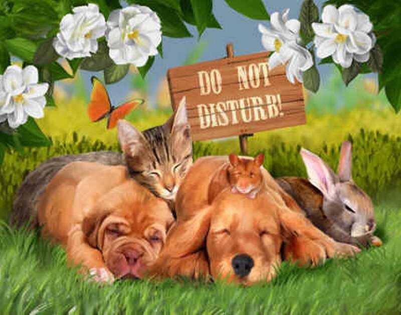 Sleeping Animals in Grass
