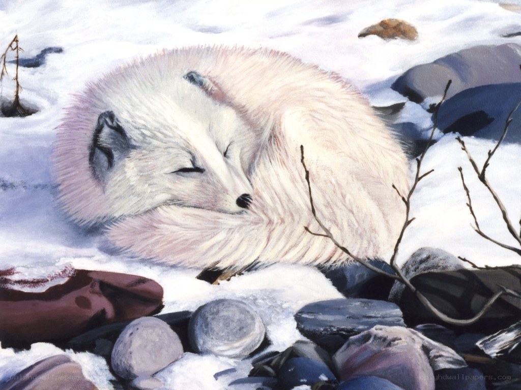 Sleeping arctic fox in snow