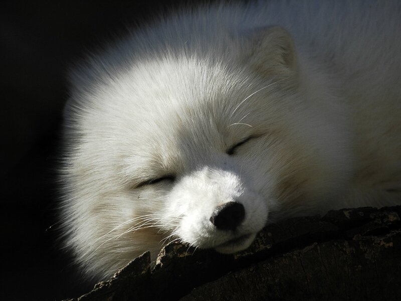 Sleeping Arctic Fox