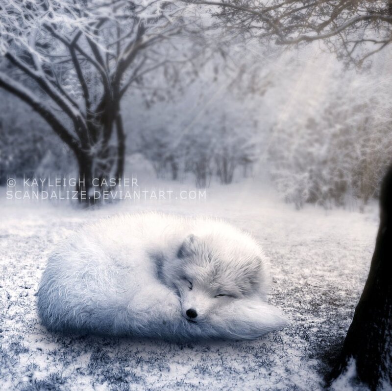 Sleeping Arctic Fox — White