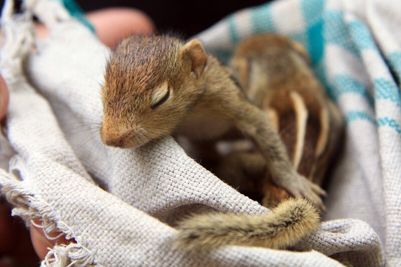 Sleeping baby chipmunk