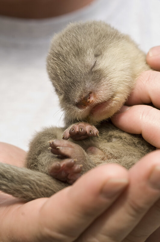 Sleeping baby ferret
