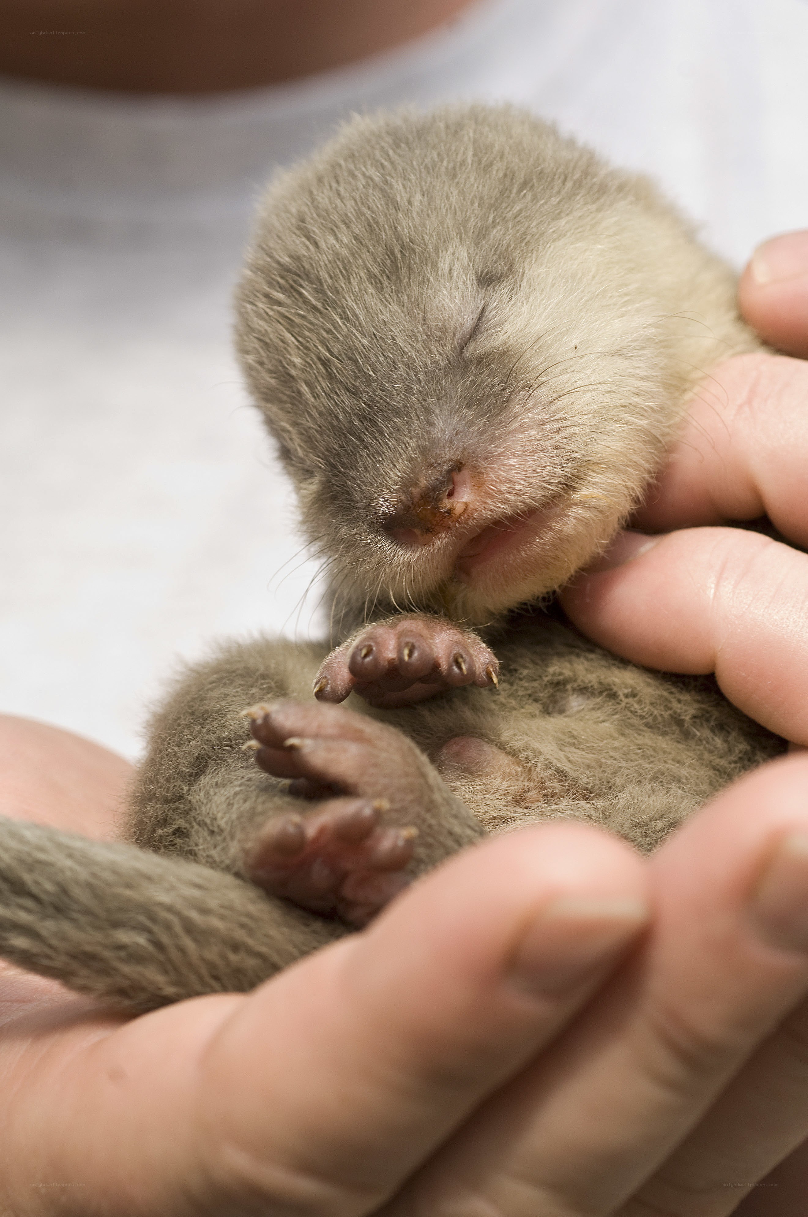 Sleeping baby ferret