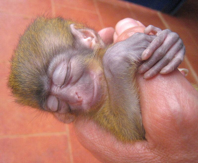 Sleeping Baby Monkey — Brown