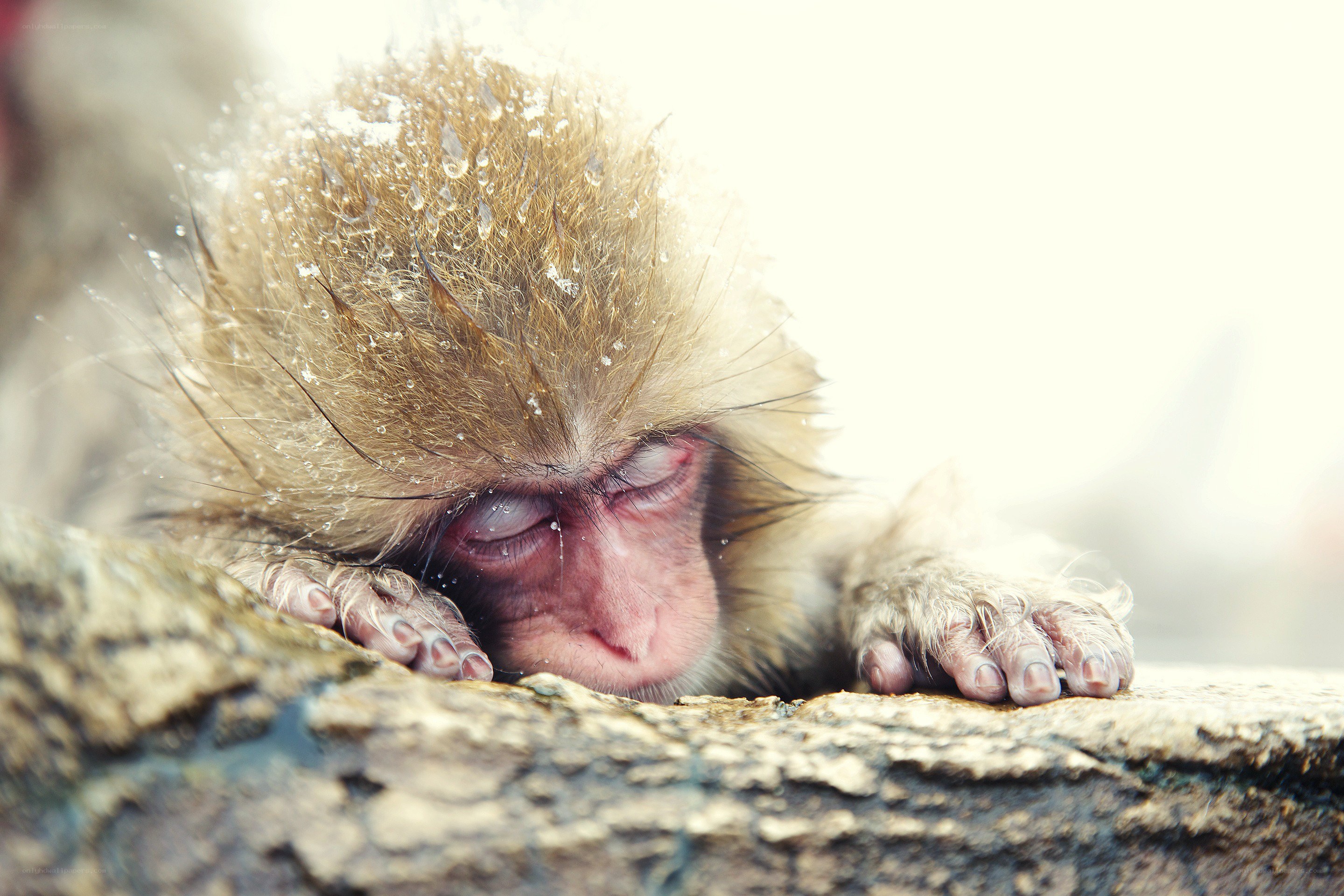 sleeping baby monkey