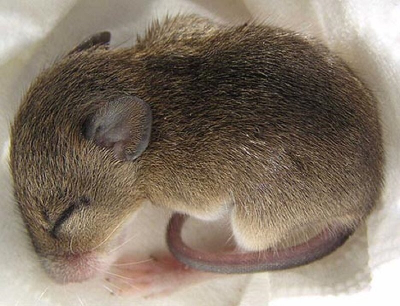 Sleeping Baby Mouse