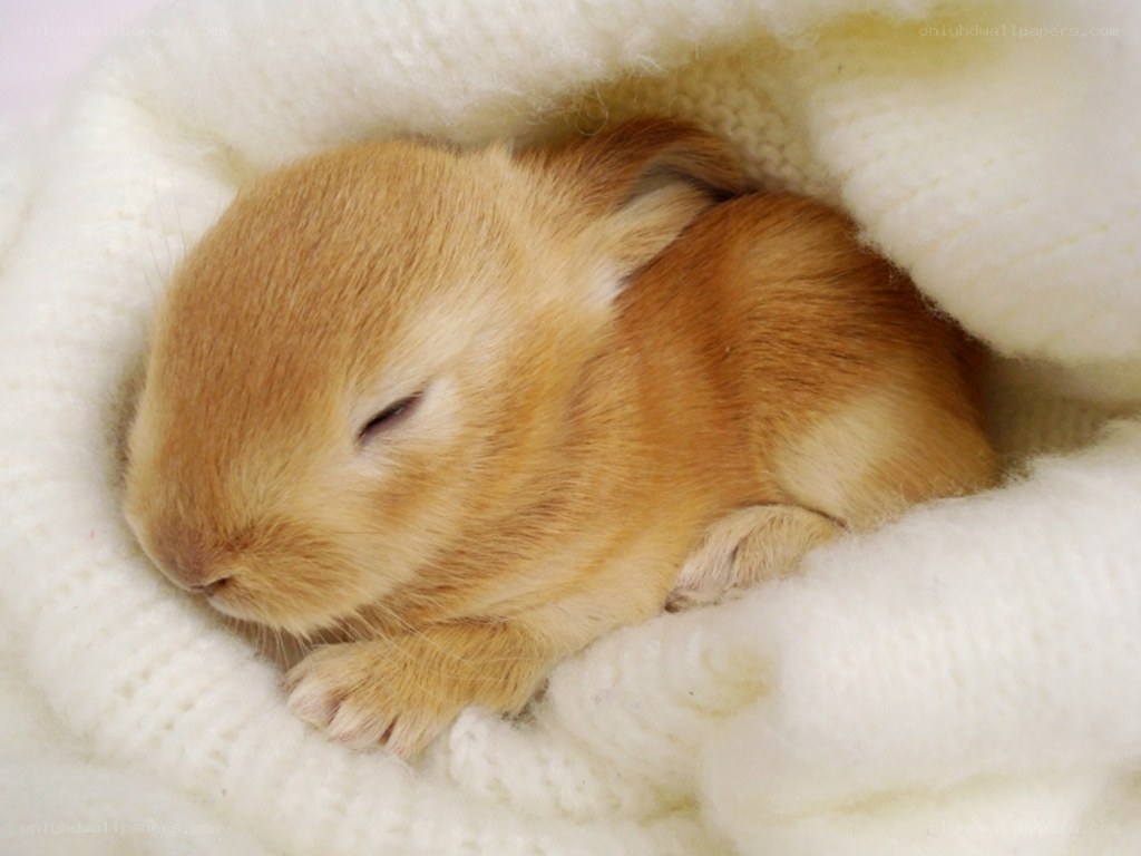 sleeping baby rabbit