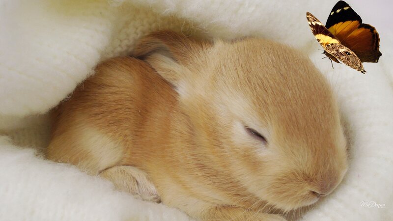 Sleeping Baby Rabbit — Beige