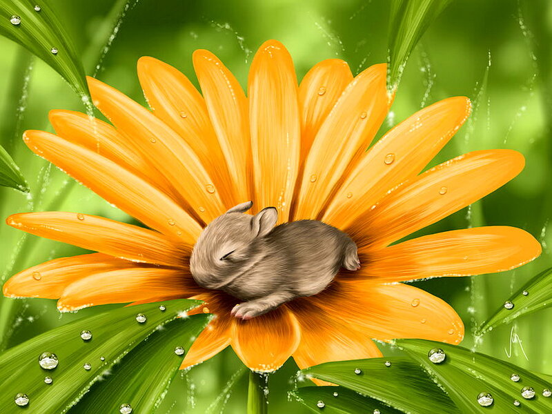 Sleeping Baby Rabbit — Orange