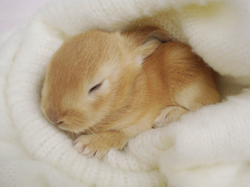 Sleeping Baby Rabbit — White