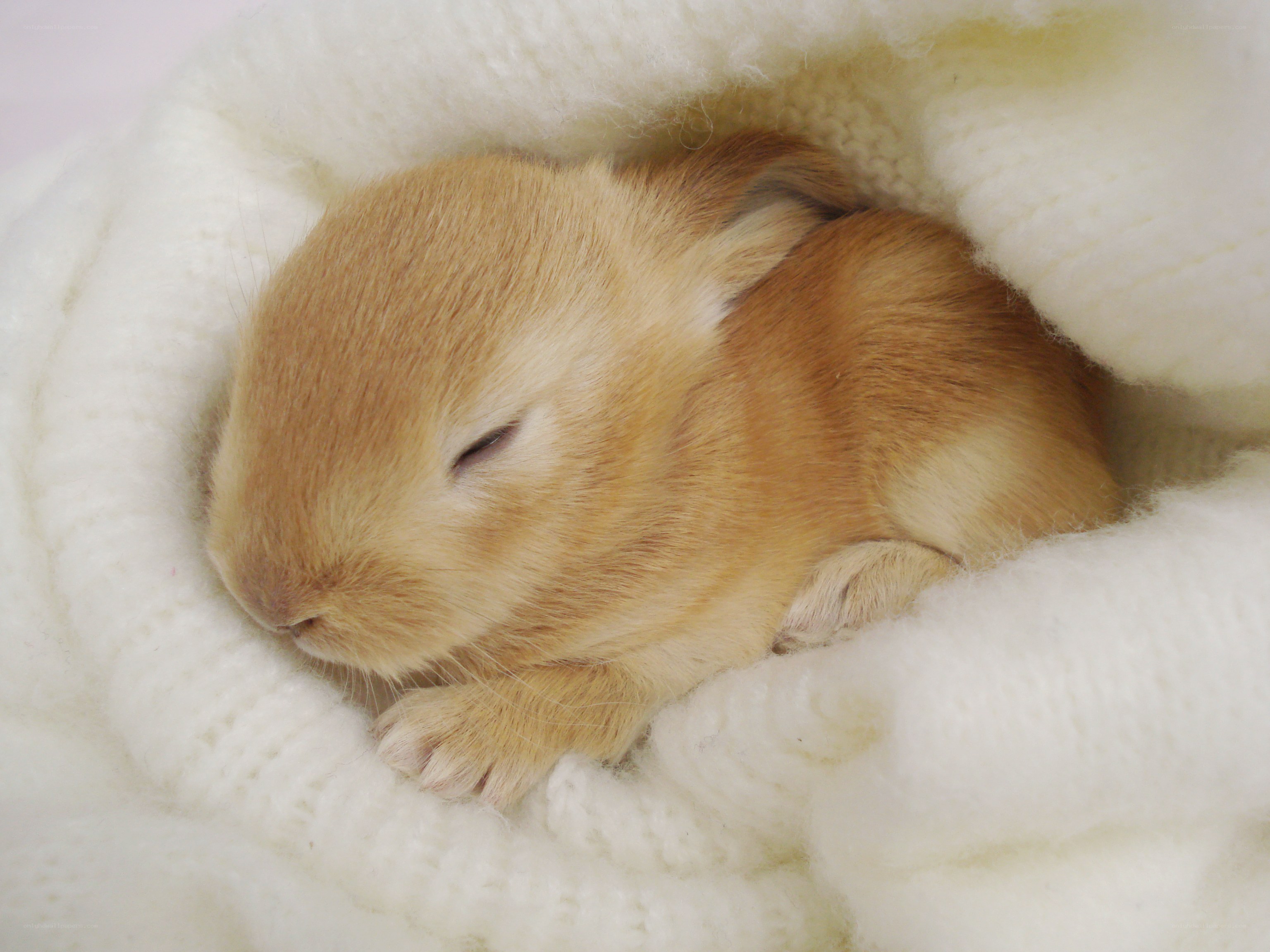 Sleeping baby rabbit