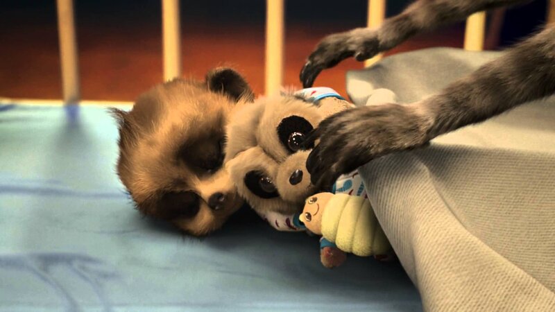 Sleeping Baby Raccoon
