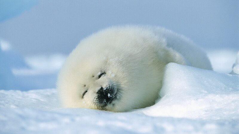 Sleeping baby seal on ice