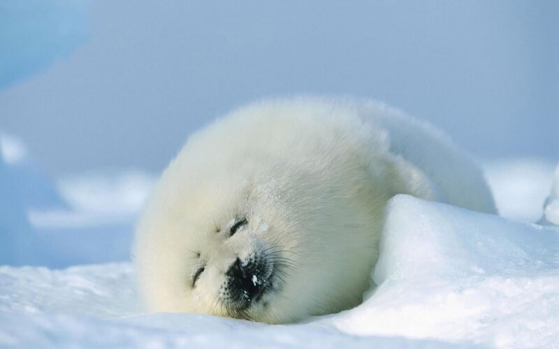 Sleeping baby seal on ice