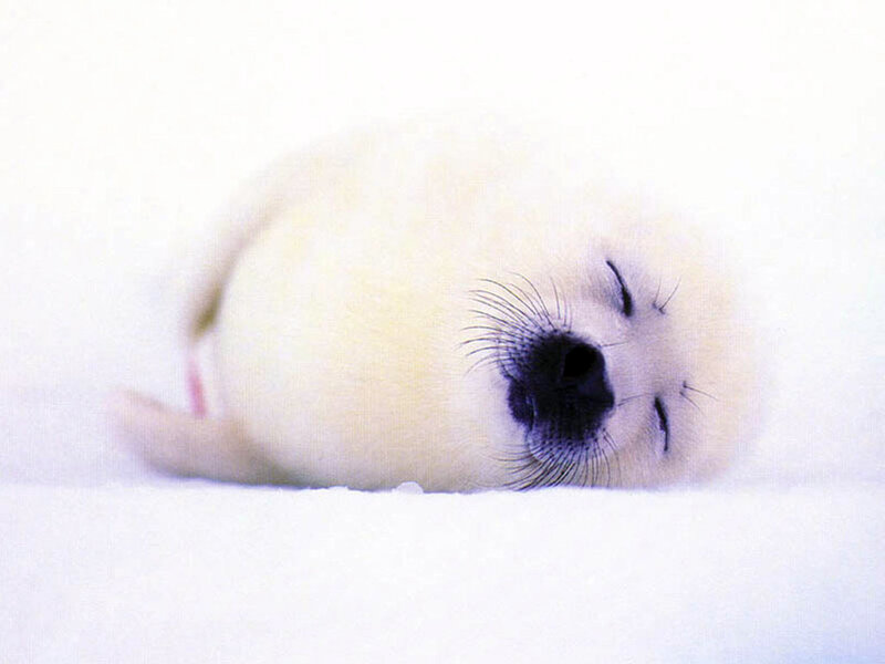 sleeping baby seal pup