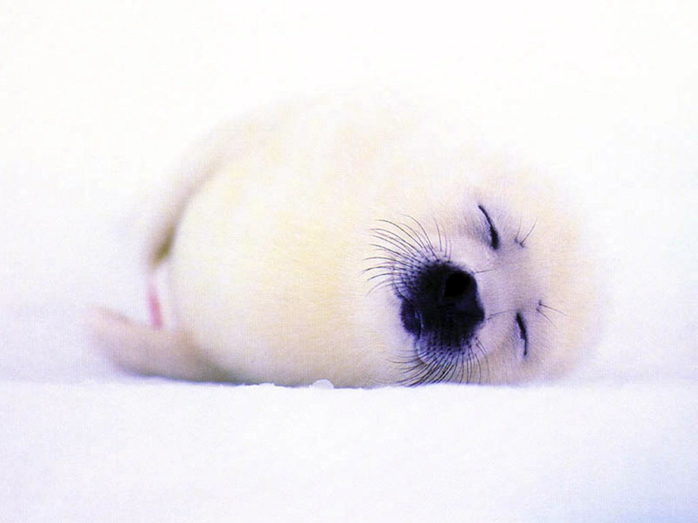 sleeping baby seal pup