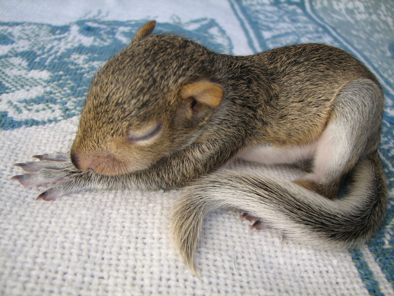 Sleeping baby squirrel