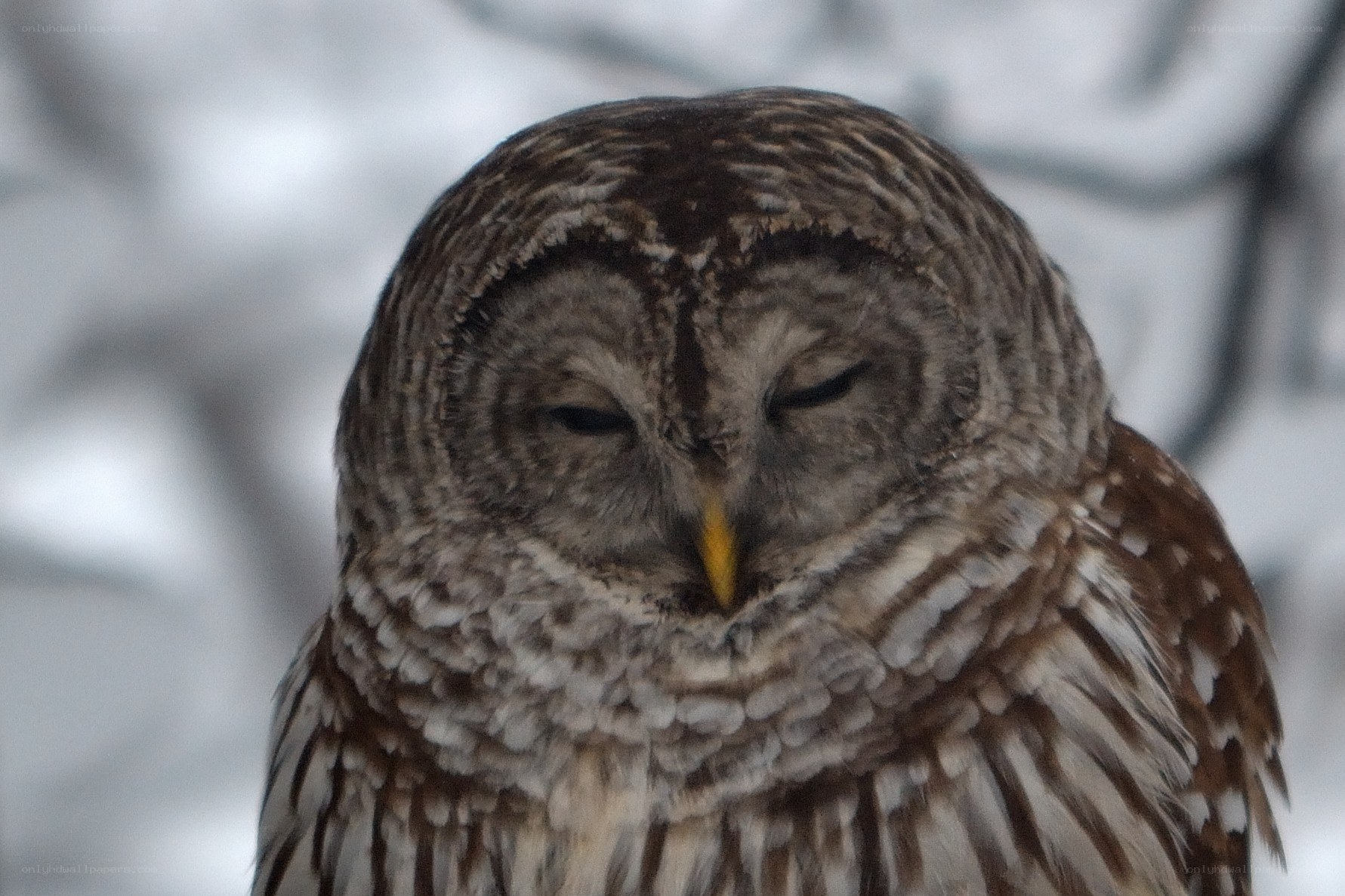 Sleeping barred owl