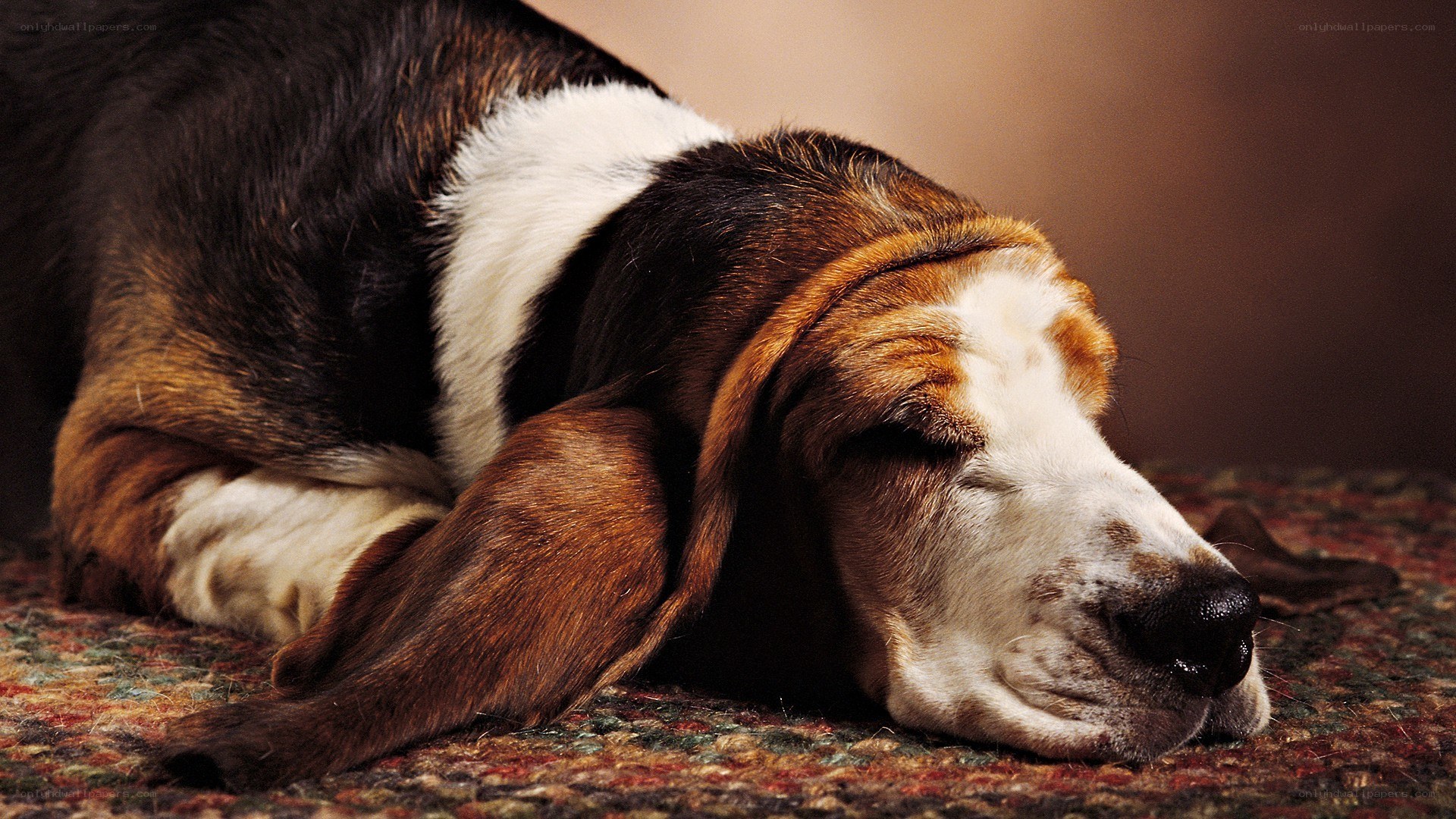 sleeping basset hound dog