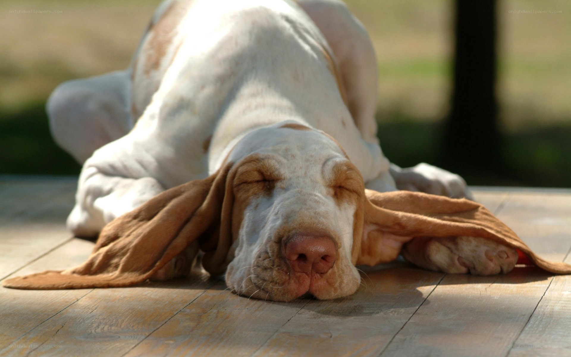 sleeping basset hound dog