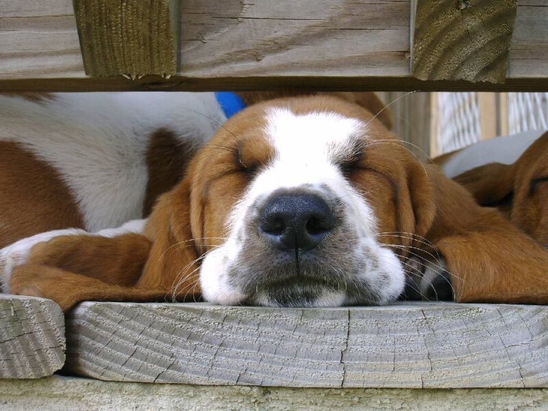 sleeping basset hound puppy