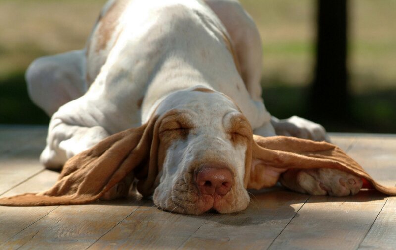 sleeping basset hound