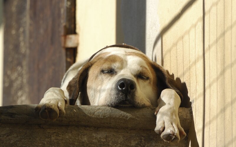 Sleeping Beagle Dog