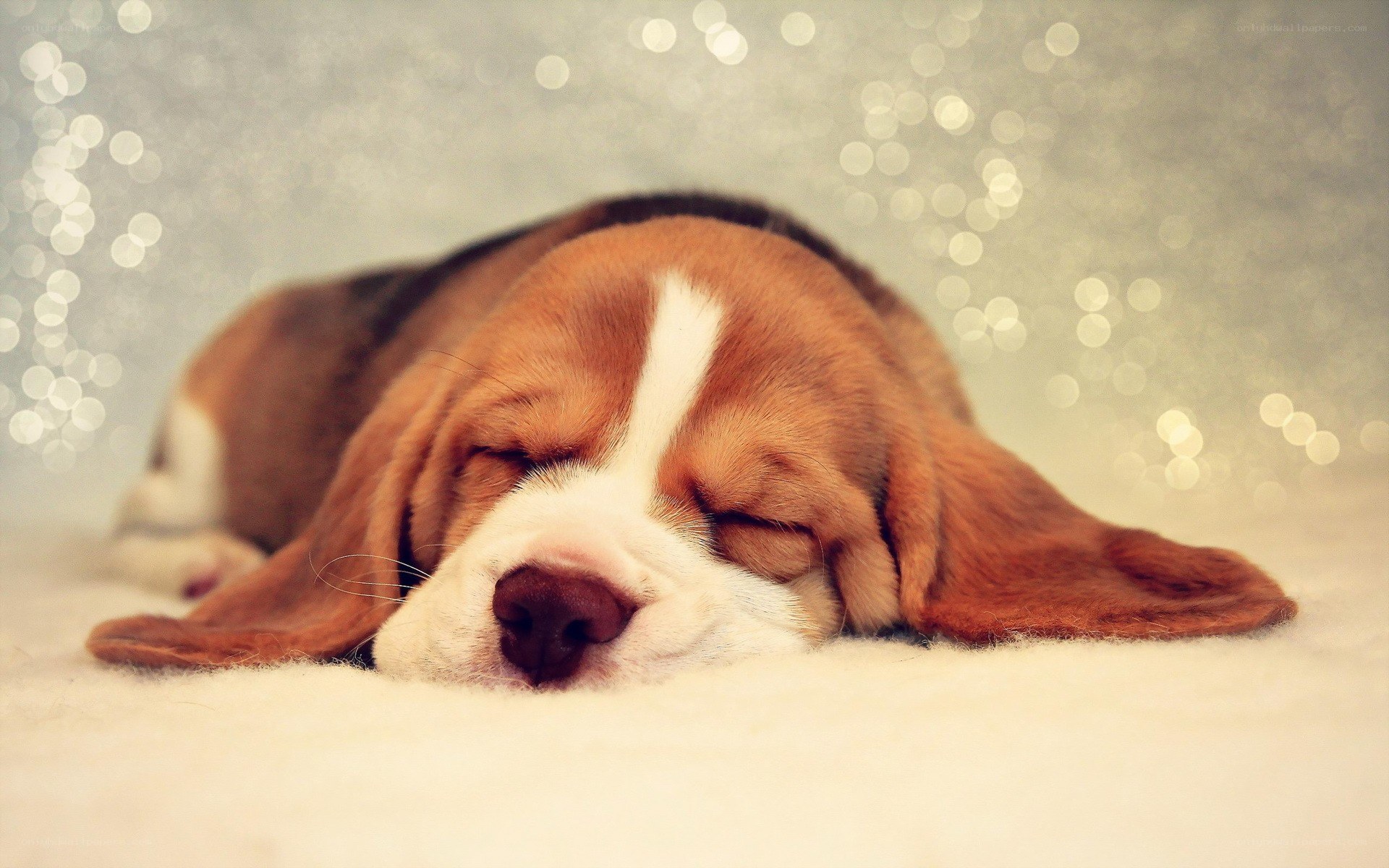 Sleeping beagle puppy