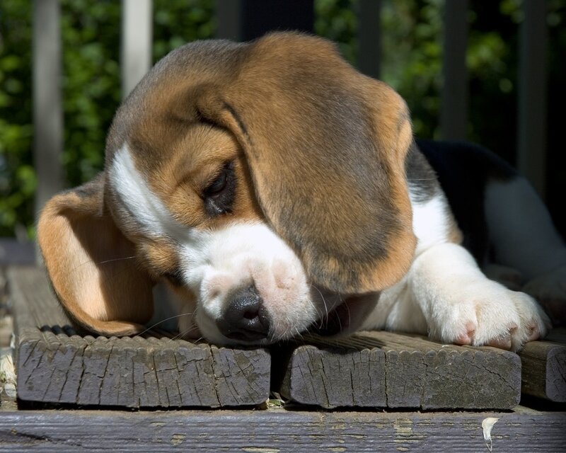 sleeping beagle puppy