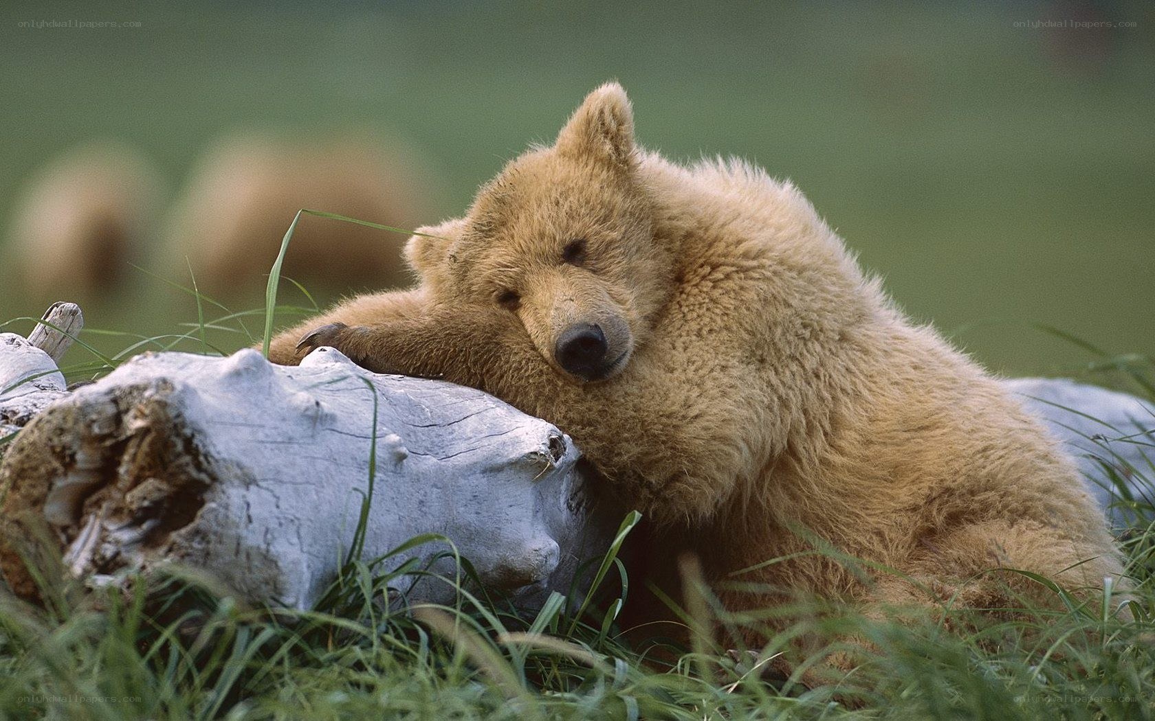 Sleeping bear cub on log