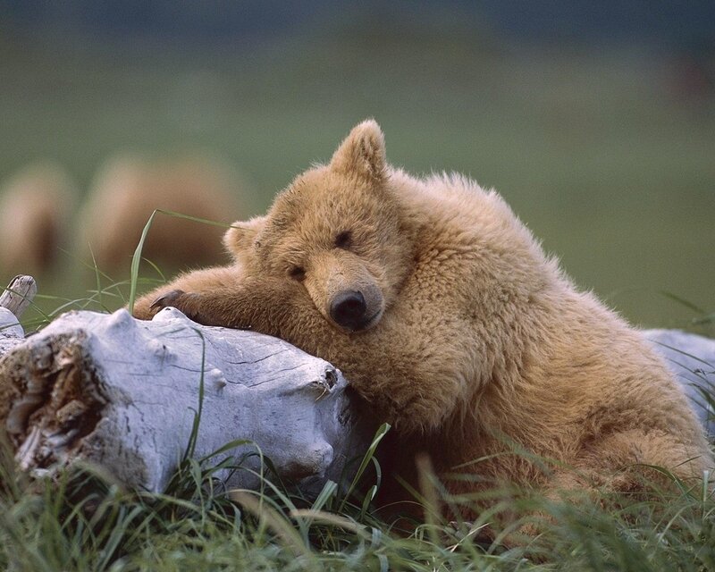 Sleeping bear cub on log